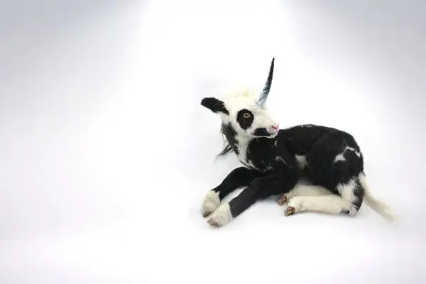 Taxidermy Unicorn