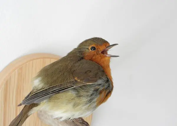 Taxidermy European Robin