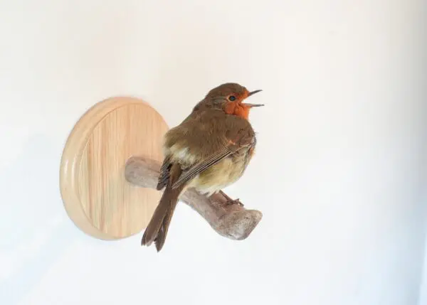 Taxidermy European Robin