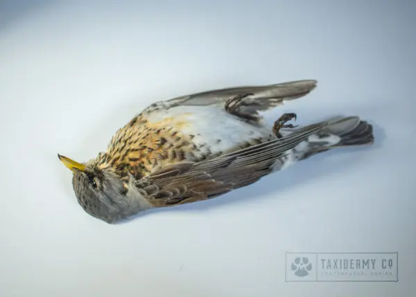 Taxidermy Dead Mount Bird