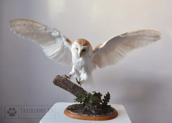 Taxidermy Barn Owl