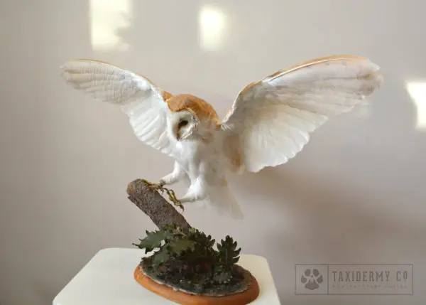taxidermy flying barn owl