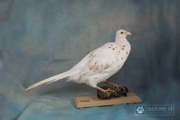 White Hen Pheasant Taxidermy