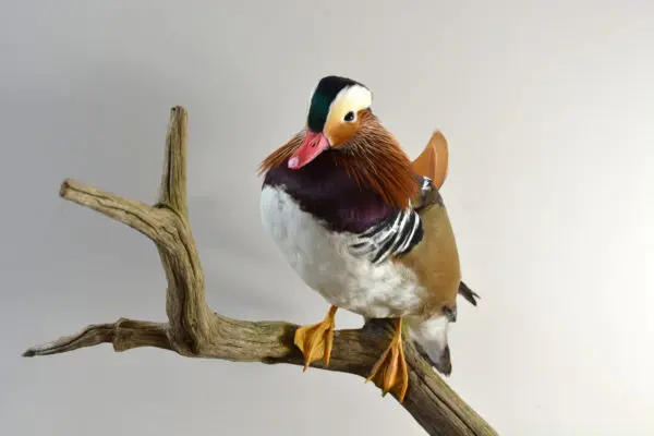 Taxidermy Mandarin Duck