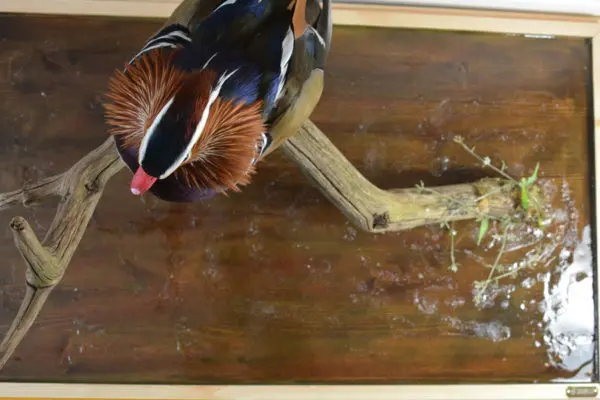 Taxidermy Mandarin Duck