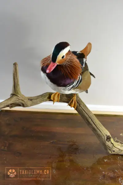 Taxidermy Mandarin Duck