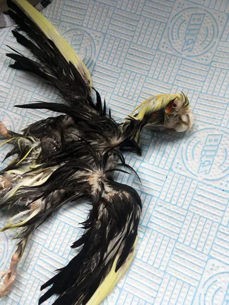 Washing Taxidermy Bird
