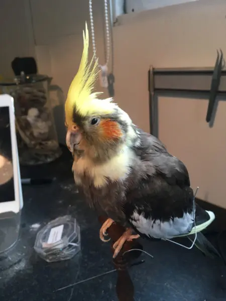 Modern Taxidermy Cockatiel