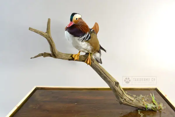 Taxidermy Mandarin Duck Water