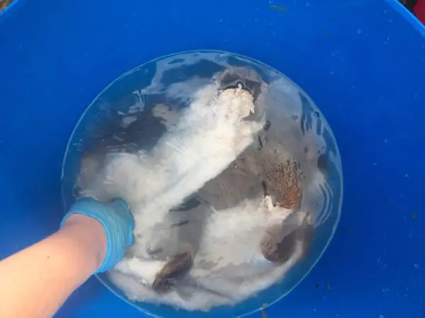 Taxidermy Process Dry Tan