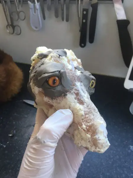 Taxidermy Process Head Cast