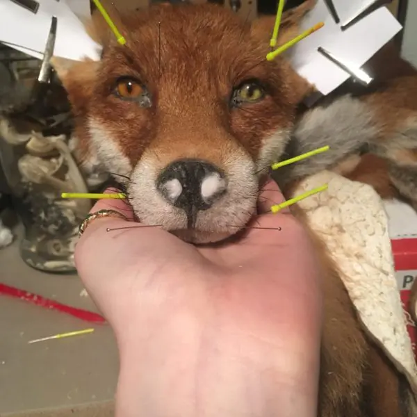 Taxidermy Process Dry Tan