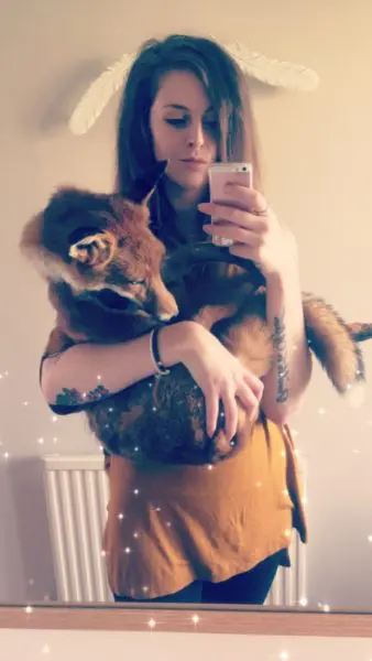 Taxidermy Fox