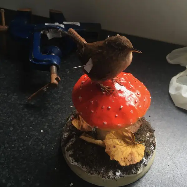Taxidermy Wren On Mushroom