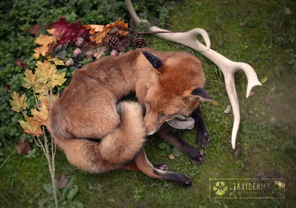 Soft Mount Taxidermy UK