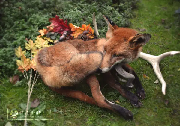 Soft Mount Taxidermy UK