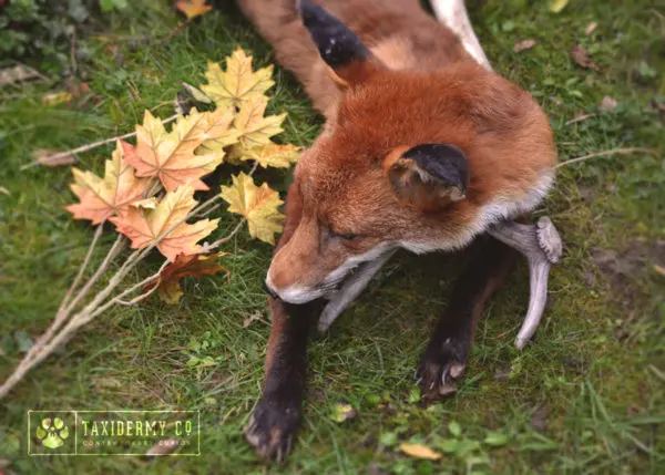 Taxidermy Soft Mount Red Fox