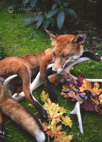 Taxidermy Soft Mount Red Fox