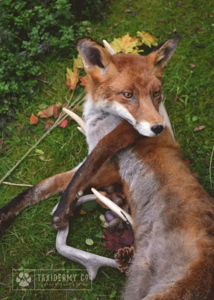 Soft Mount Red Fox