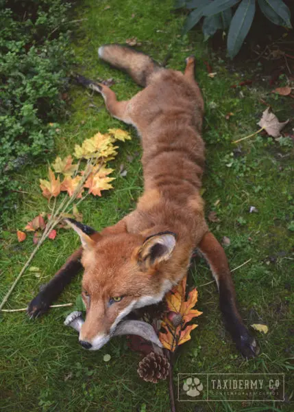 Soft Mount Red Fox
