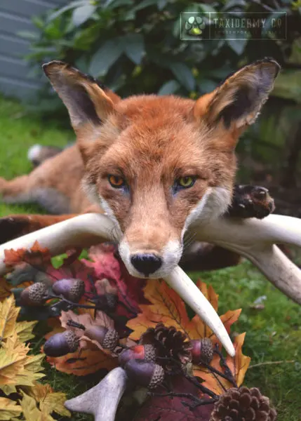 Soft Mount Taxidermy UK