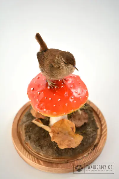 Taxidermy Wren Bird Mushroom