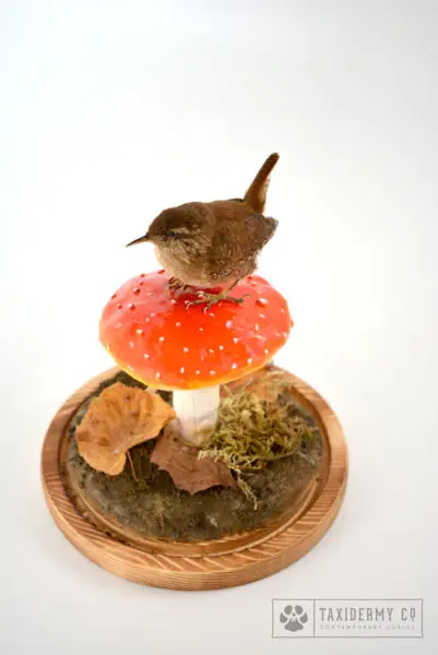 Taxidermy Price List UK