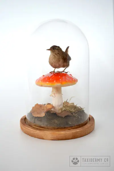 Taxidermy Wren Bird Mushroom