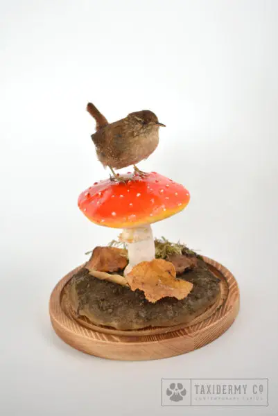 Taxidermy Wren Bird Mushroom