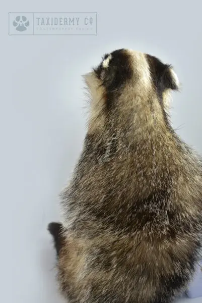 Taxidermy Badger
