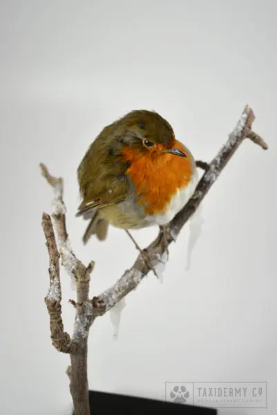 Taxidermy Robin Bird