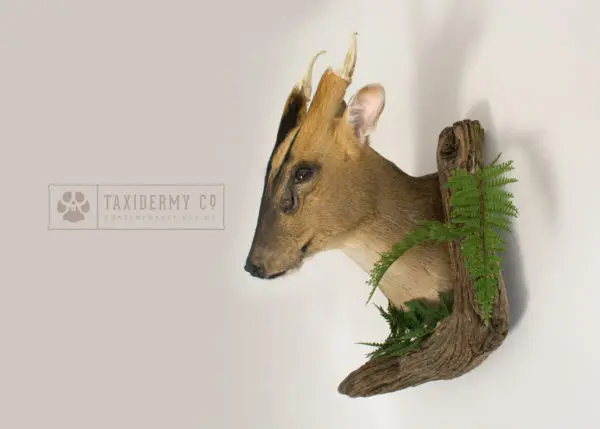 Taxidermy Muntjac Deer