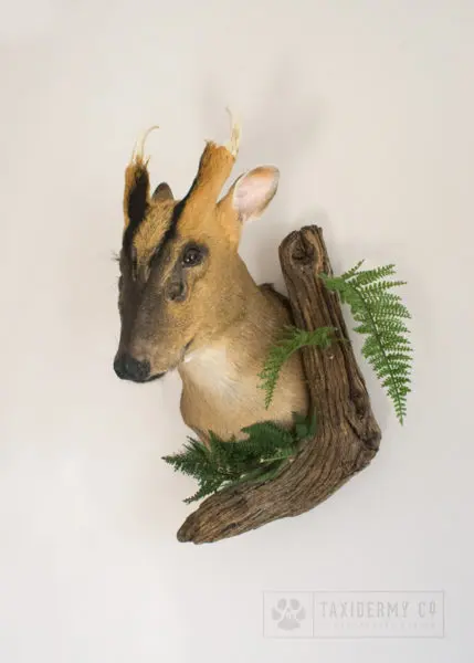 Taxidermy Muntjac Deer