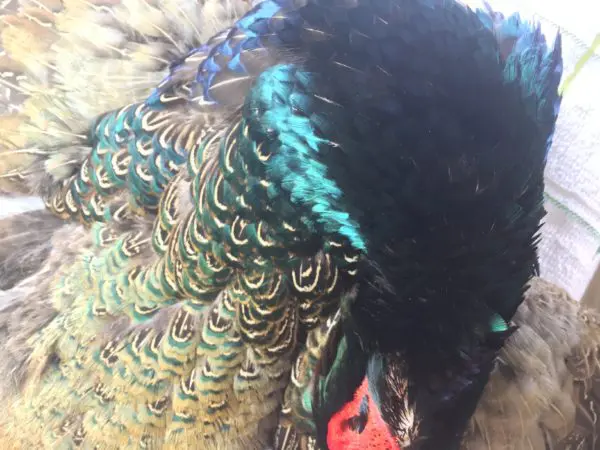 Melanistic Black Pheasant Feathers