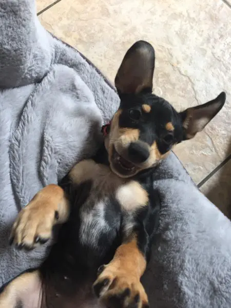 Ruby Puppy