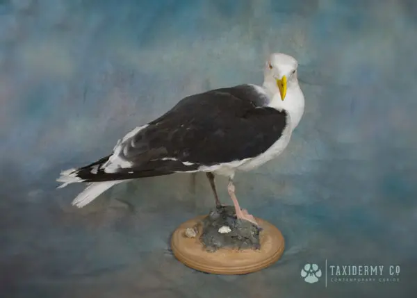 Taxidermy Seagull