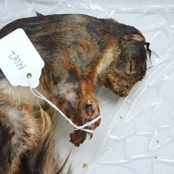 Taxidermy Dead Squirrel