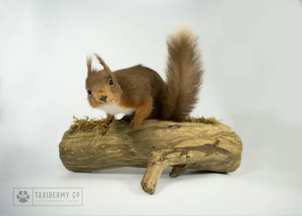 Taxidermy Red Squirrel