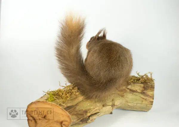 Taxidermy Red Squirrel