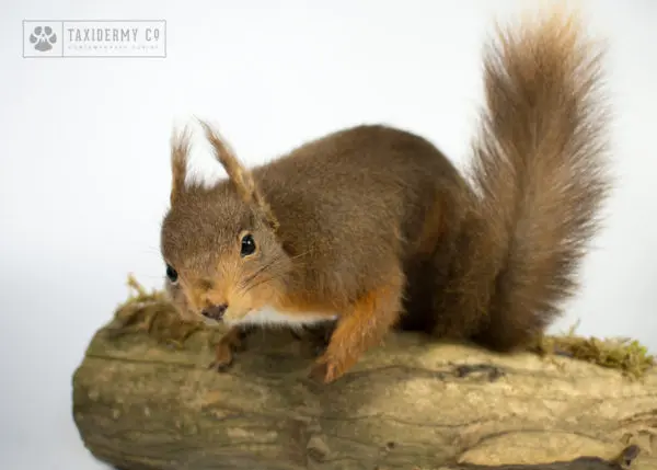 Taxidermy Red Squirrel