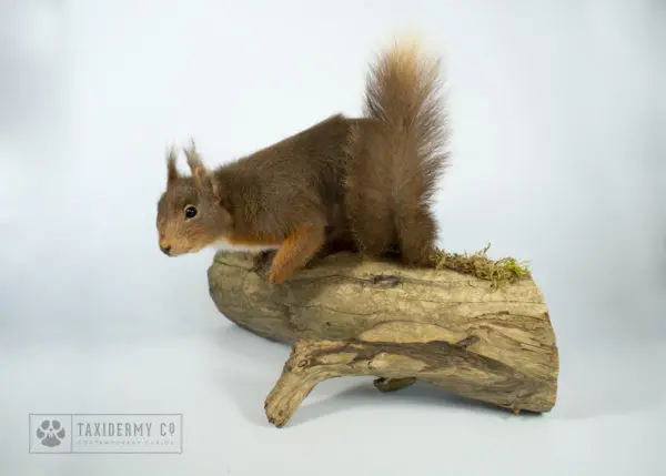Taxidermy Red Squirrel
