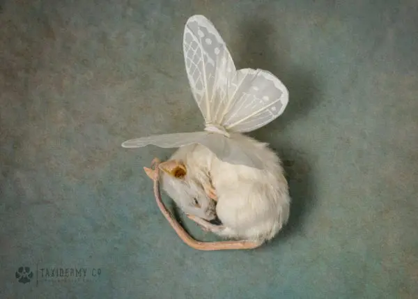 Taxidermy Fairy Mouse With Wings