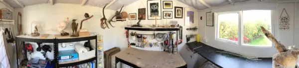 UK taxidermy Workshop