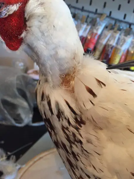 Taxidermy Bird Repairing Bald patch