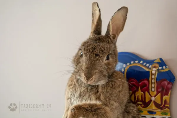 Bespoke Taxidermy Rabbit on Shield