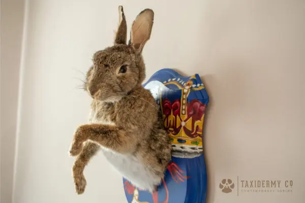 Taxidermy Rabbit on Custom Painted Shield Art