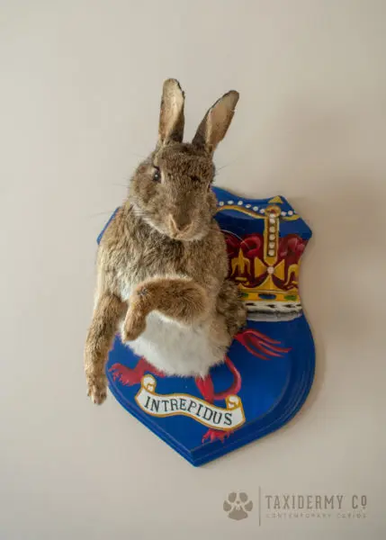 Taxidermy Rabbit on Custom Painted Shield Art