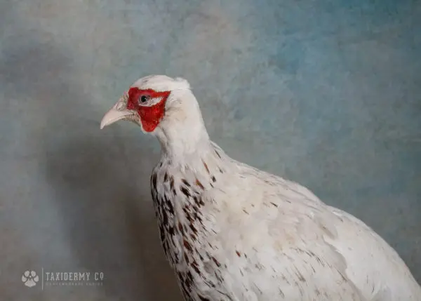 Taxidermied White Pheasant