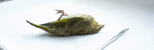 Taxidermy-Web-Banner5