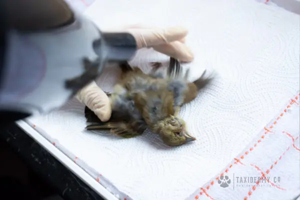 Taxidermy Drying Bird
